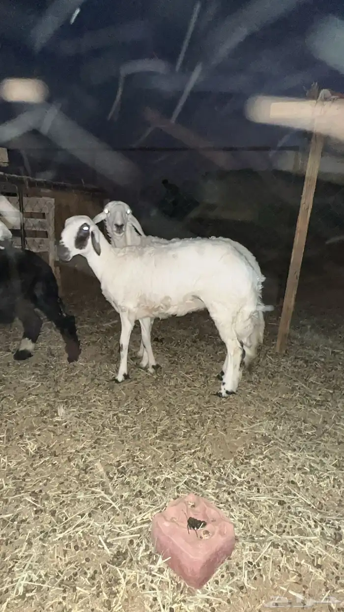 رخال طيبه مقنوي 5