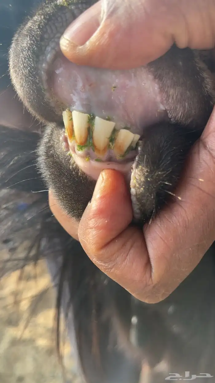 فحل عارضي رباع 0