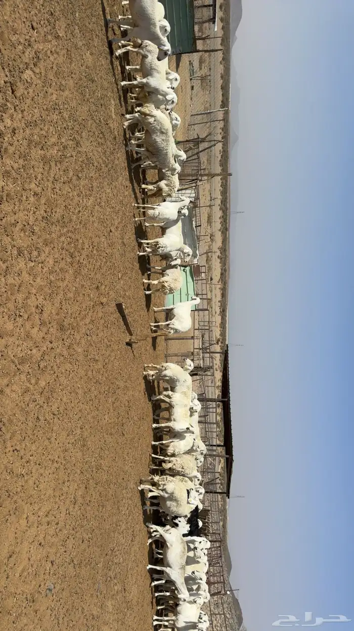 غنم مراح حصيب ودفيع فحص سونار 6