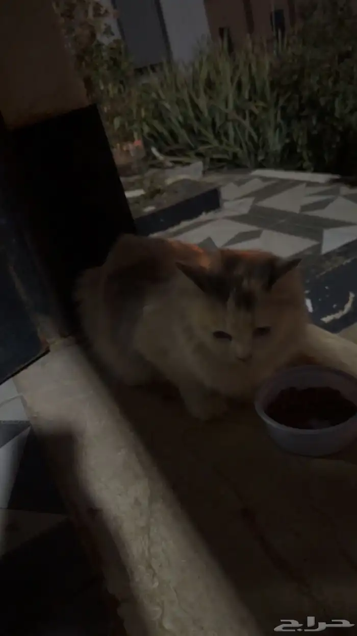 قطه للتبني 0