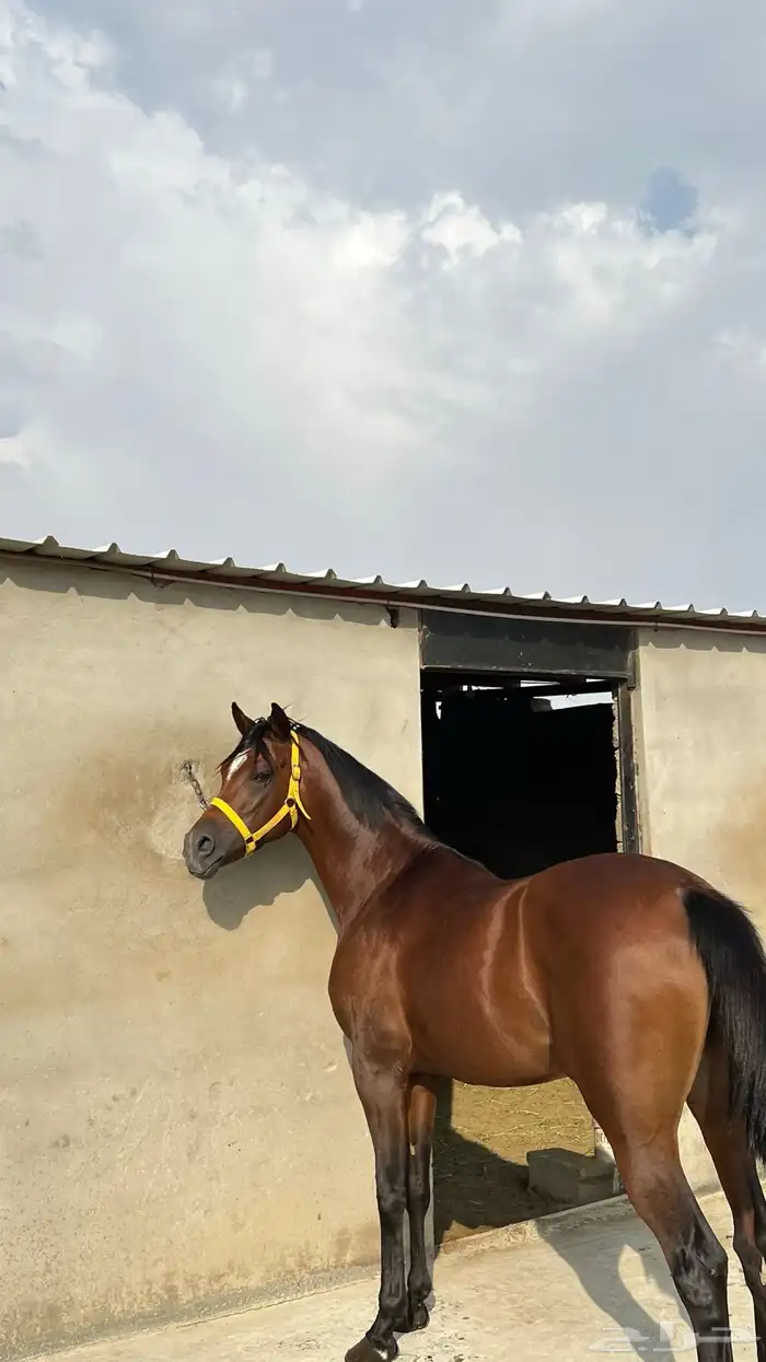 حصان واهو للبيع 3