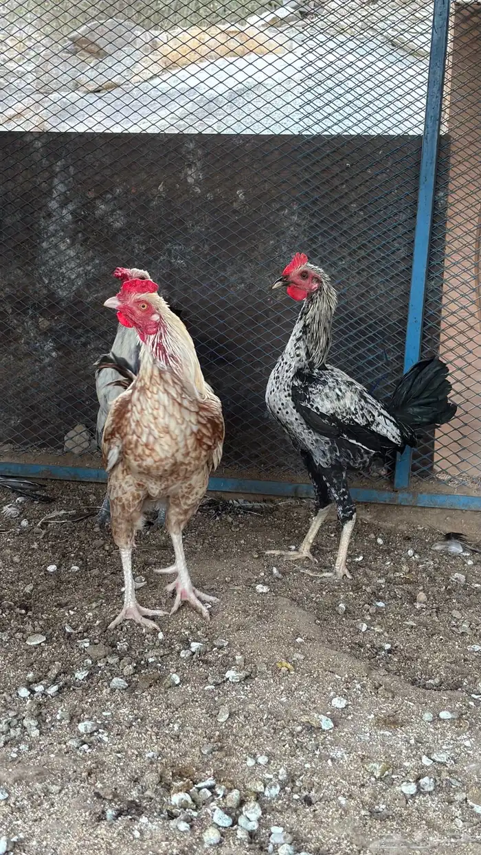 ديوك بلديه 0