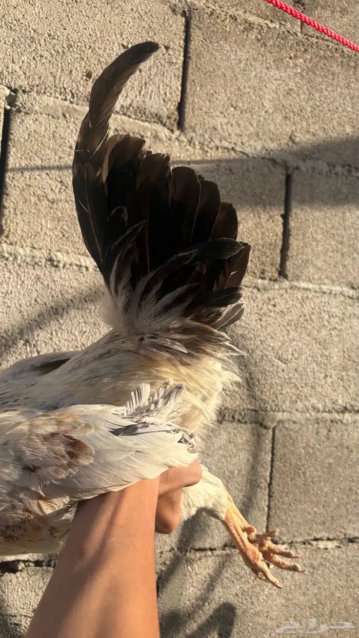 ديك عربي ابيض 2