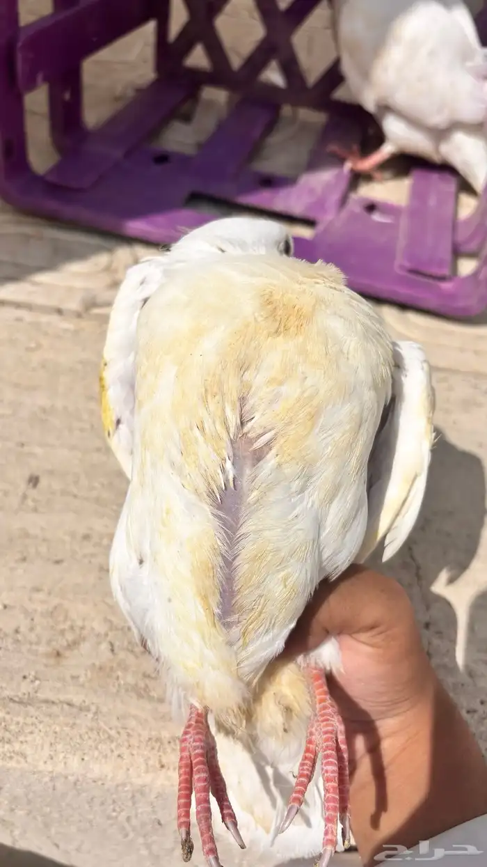 زغاليل فرنسي مذبوح 3