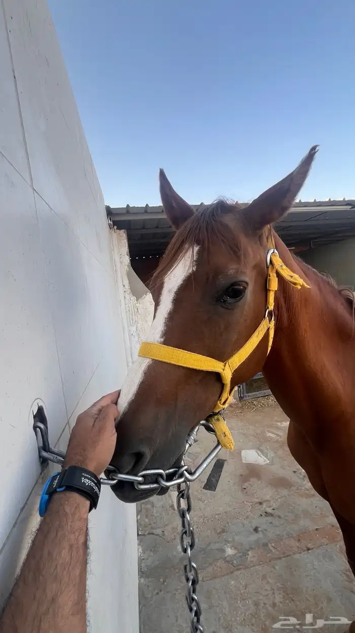 فرس شعبية لقاح ثقيل 0