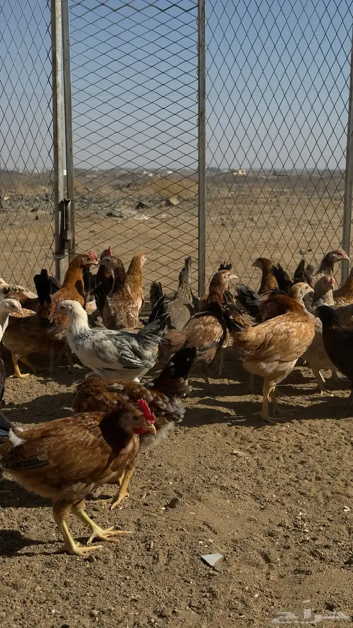153 فرخ دجاج للبيع 3
