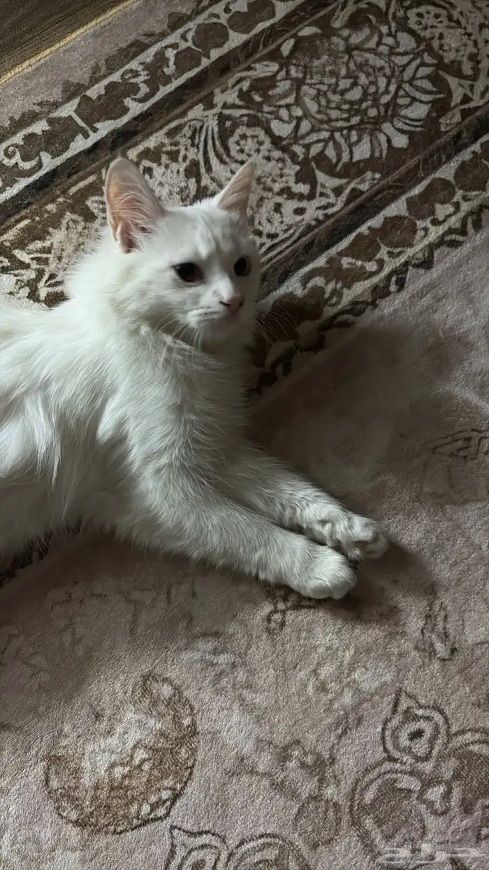 قطة شيرازي للبيع 4