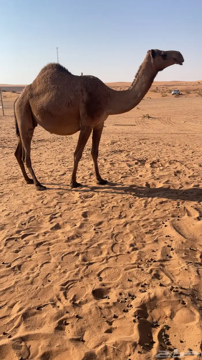 لقحه ملاقي على جميع الشروط 0