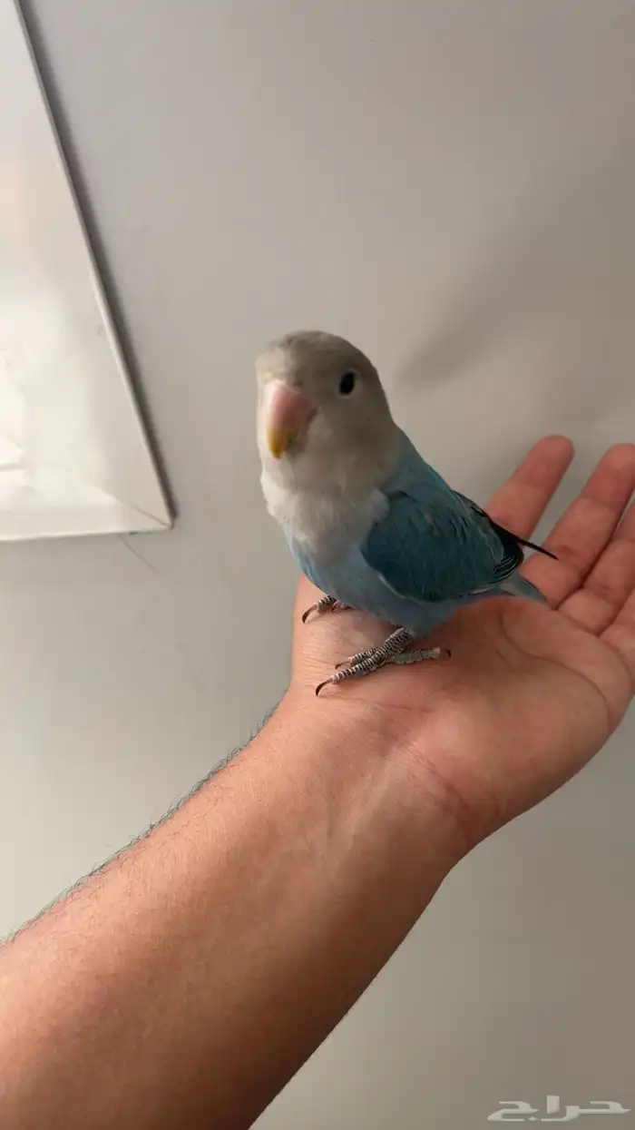 روز اليف ( تم البيع) 2