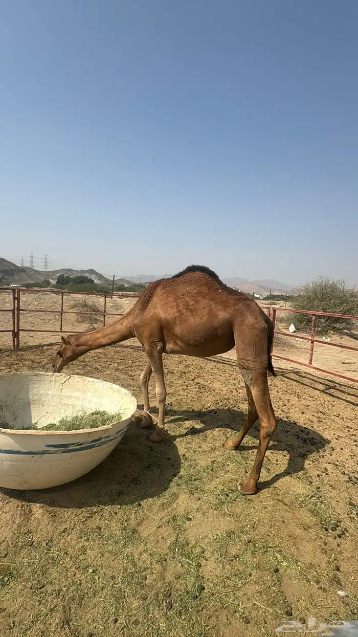 للبيع بكره ثنيه حمرا ساحليه نقبل بغنم 8