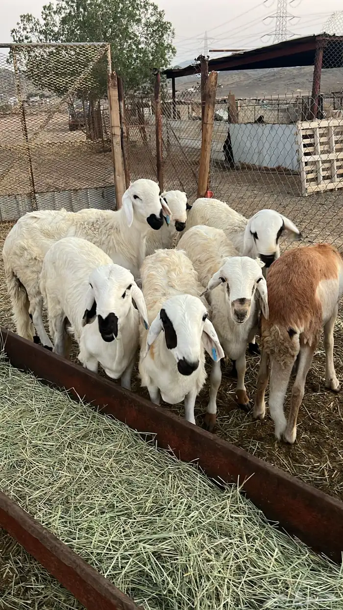 طليان سواكن للبيع 1