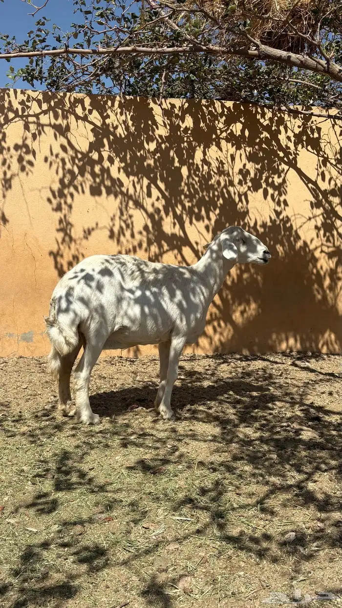 شاه حايل شرط سنها جامع سمين ذبيحه الحد 1000 0