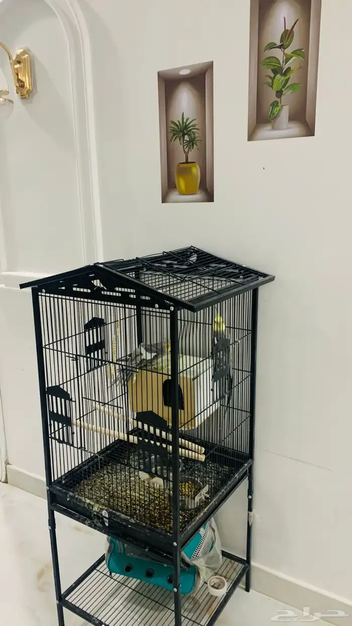 بيغاء الكراون ذكر انثى 2