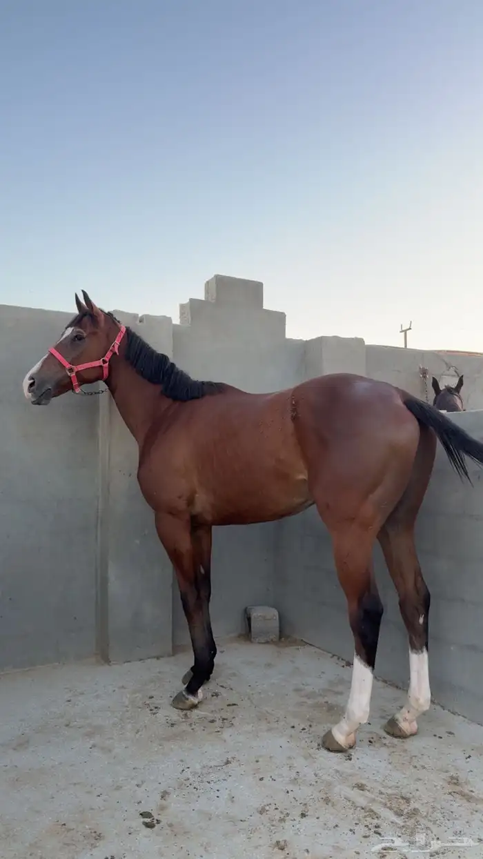 حصان مواليد2021 0