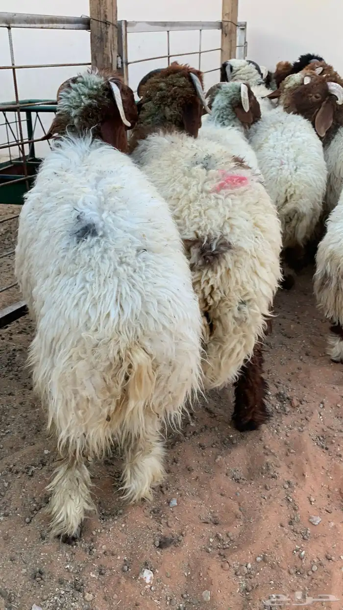 16 خروف صافي جذعان فل 6