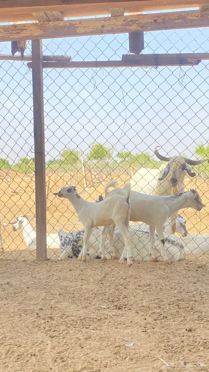 اثنين تيوس مشاريع 25