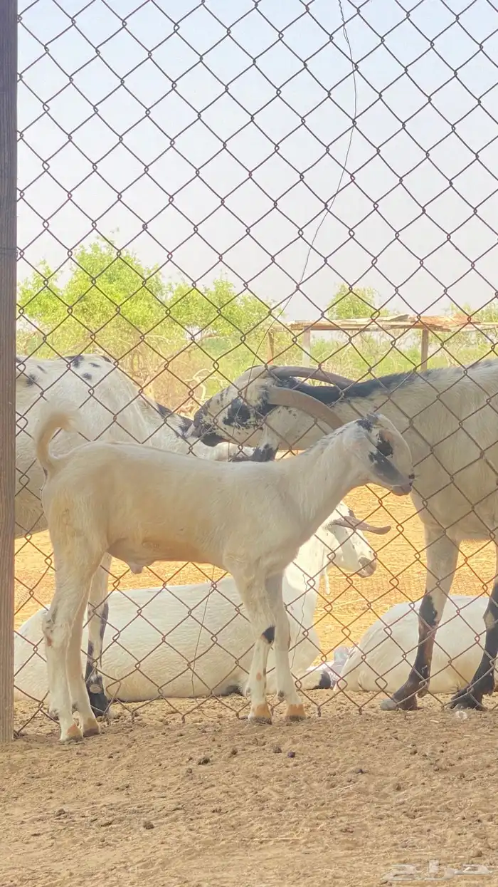 اثنين تيوس مشاريع 9