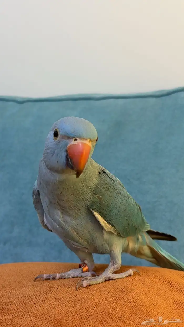 ببغاء الدره   ما شاء الله تبارك الله 0