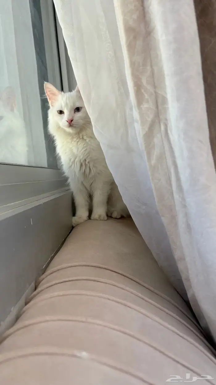 قطة شيرازي للبيع 2