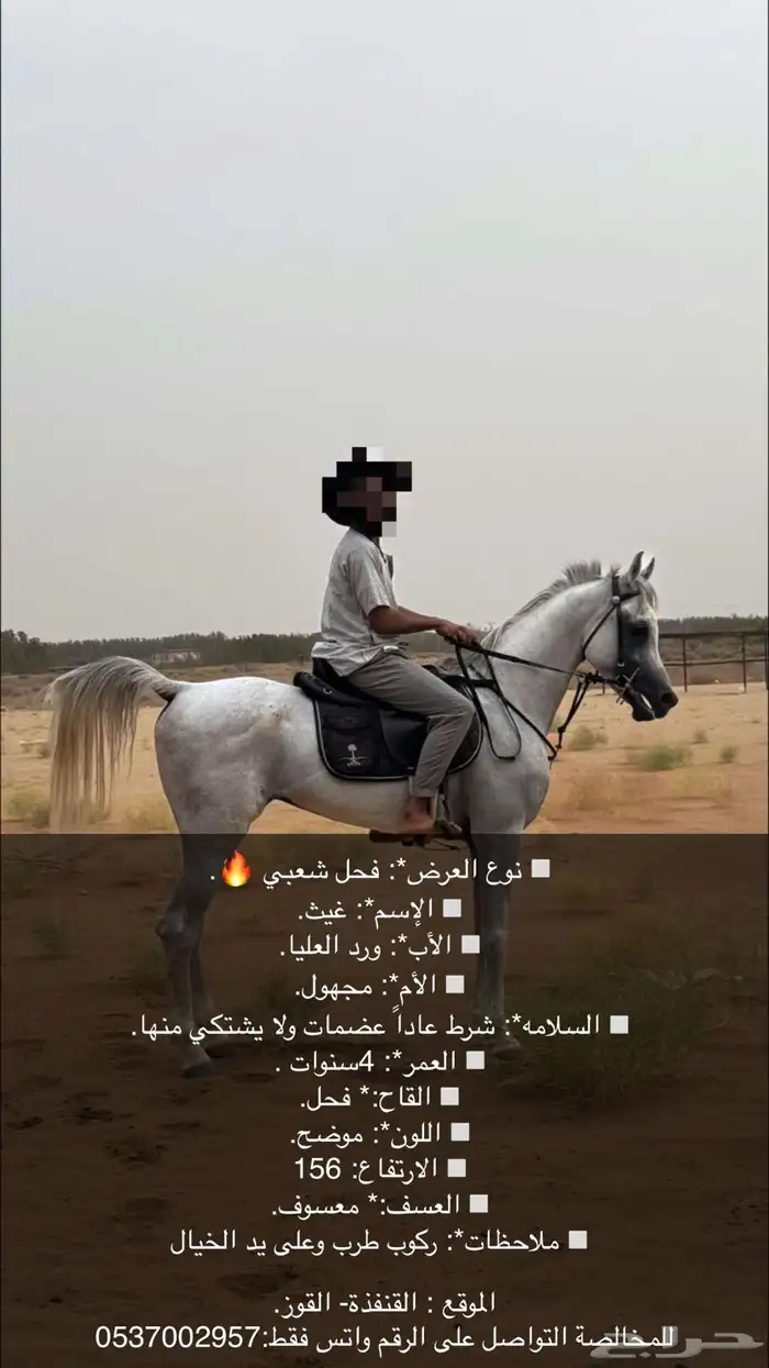 حصان شعبي للبيع 0
