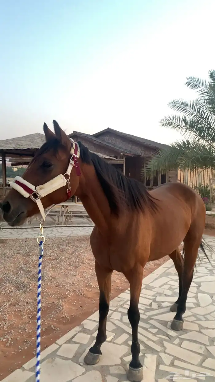 فرس شعبيه شيخه 3