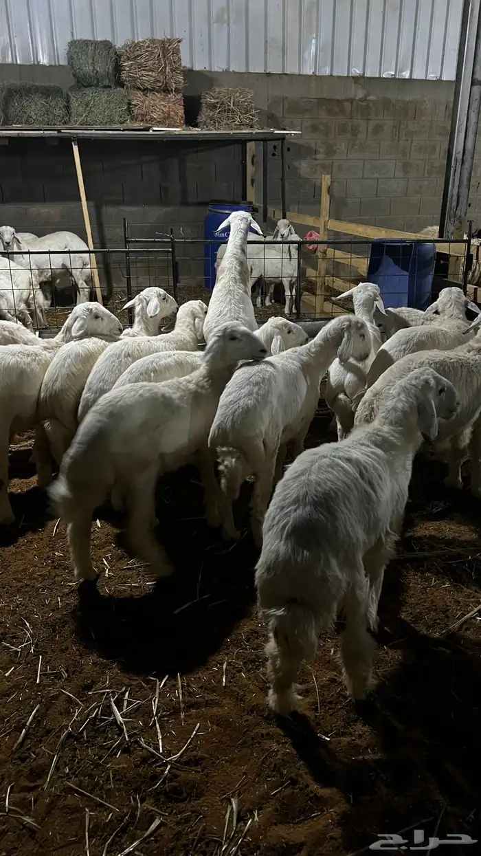 حريات للبيع جمله وتفريد 2