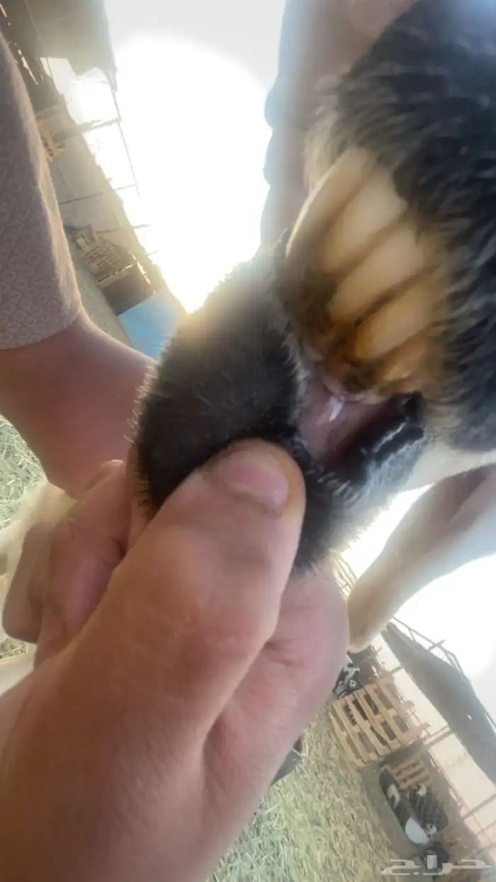 ضانه للبيع سليمه من كل الامراض 0