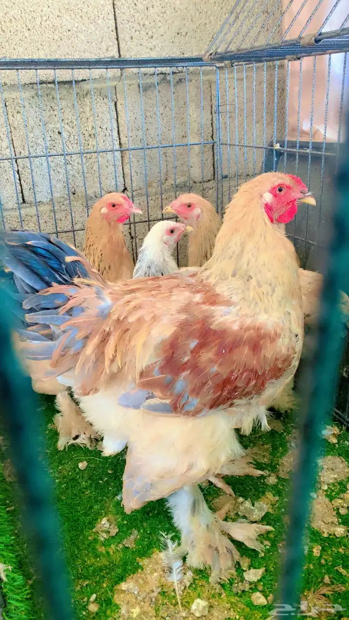 دجاج براهما انتاج تحضين وعلى الشرط 0