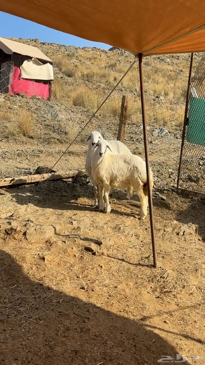 طلي ورخله حريات اعمارها 6 شهور 5