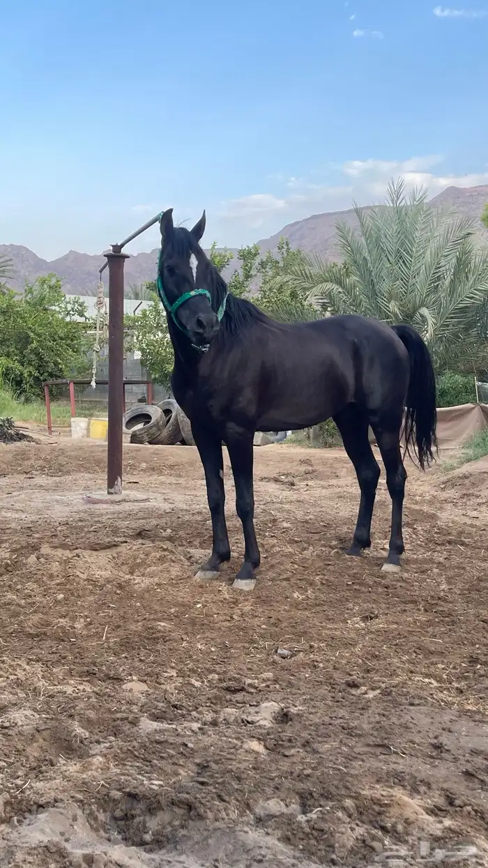 حصان ورق فاخر 1