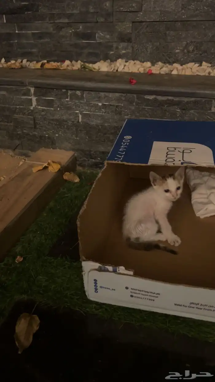 قطه كتن منقذه للتبني 6