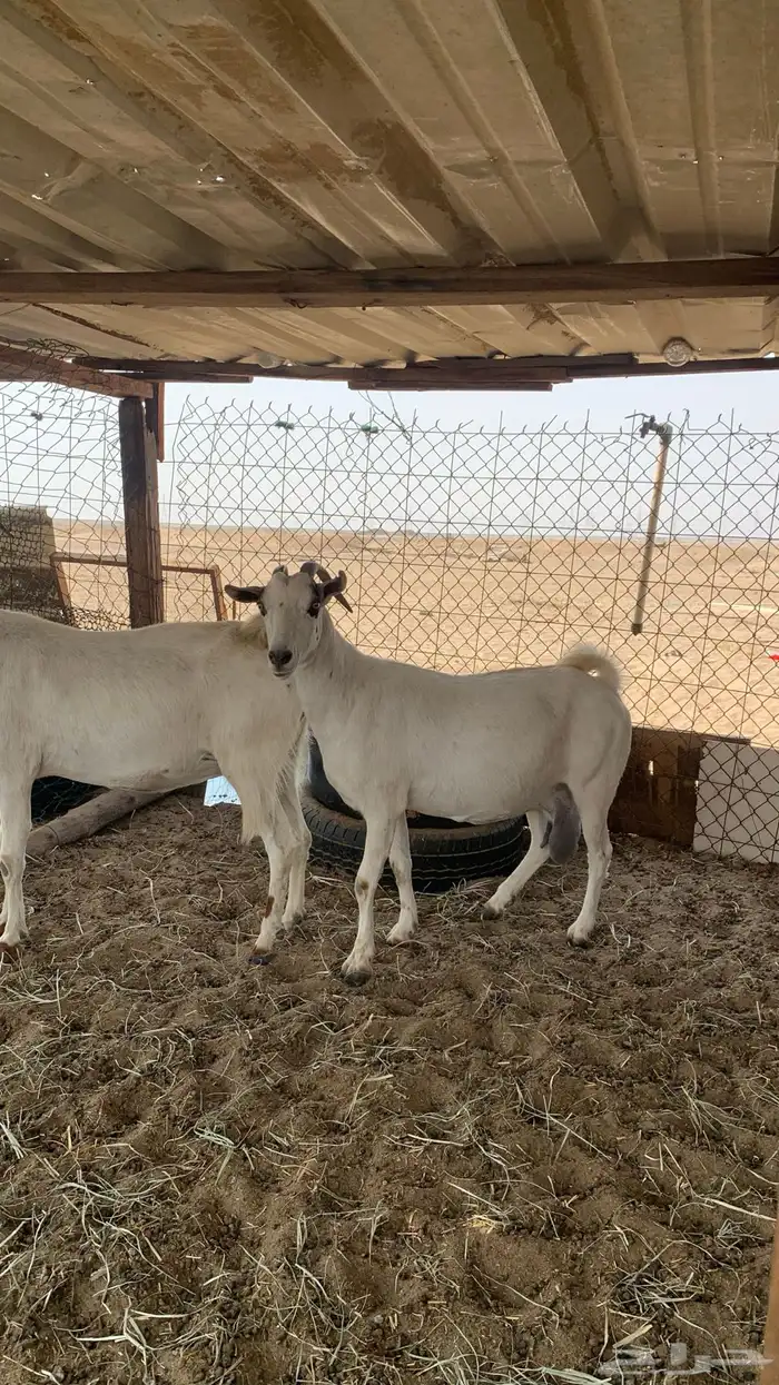 معزا بيشيات مراح واحد دفيع و ولد 13