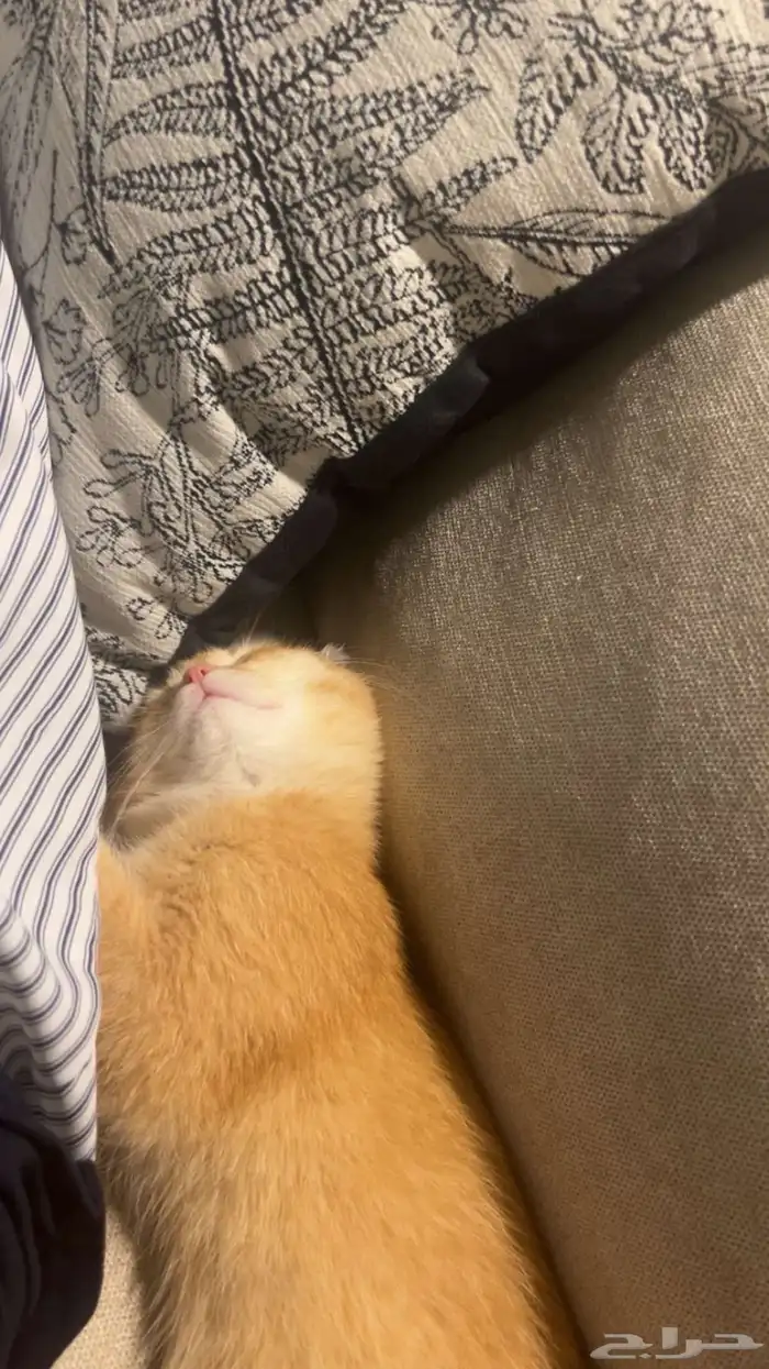 فولد سكوتش 0