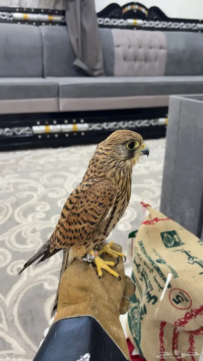 حمام باكستاني 1