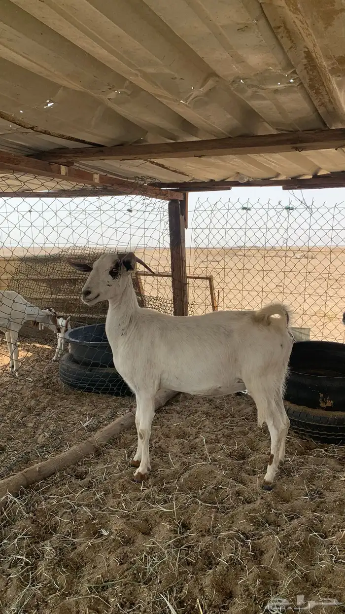 معزا بيشيات مراح واحد دفيع و ولد 14