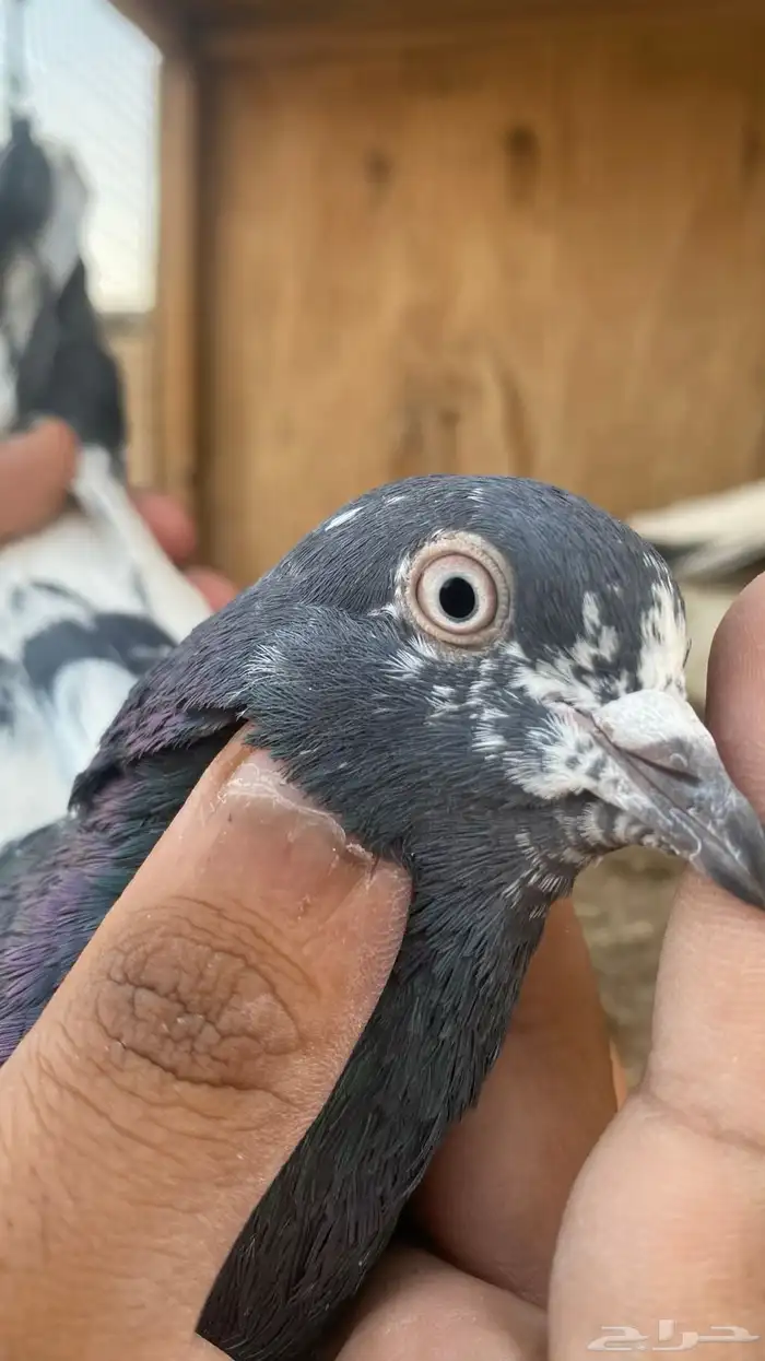 حمام باكستاني فرايد 2