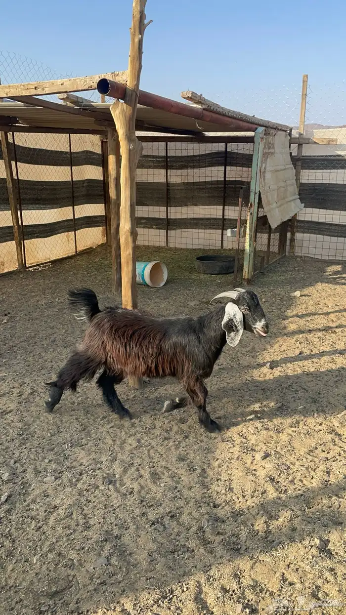 جفره عارضيه طيبه بالحيل(تم البيع) 9