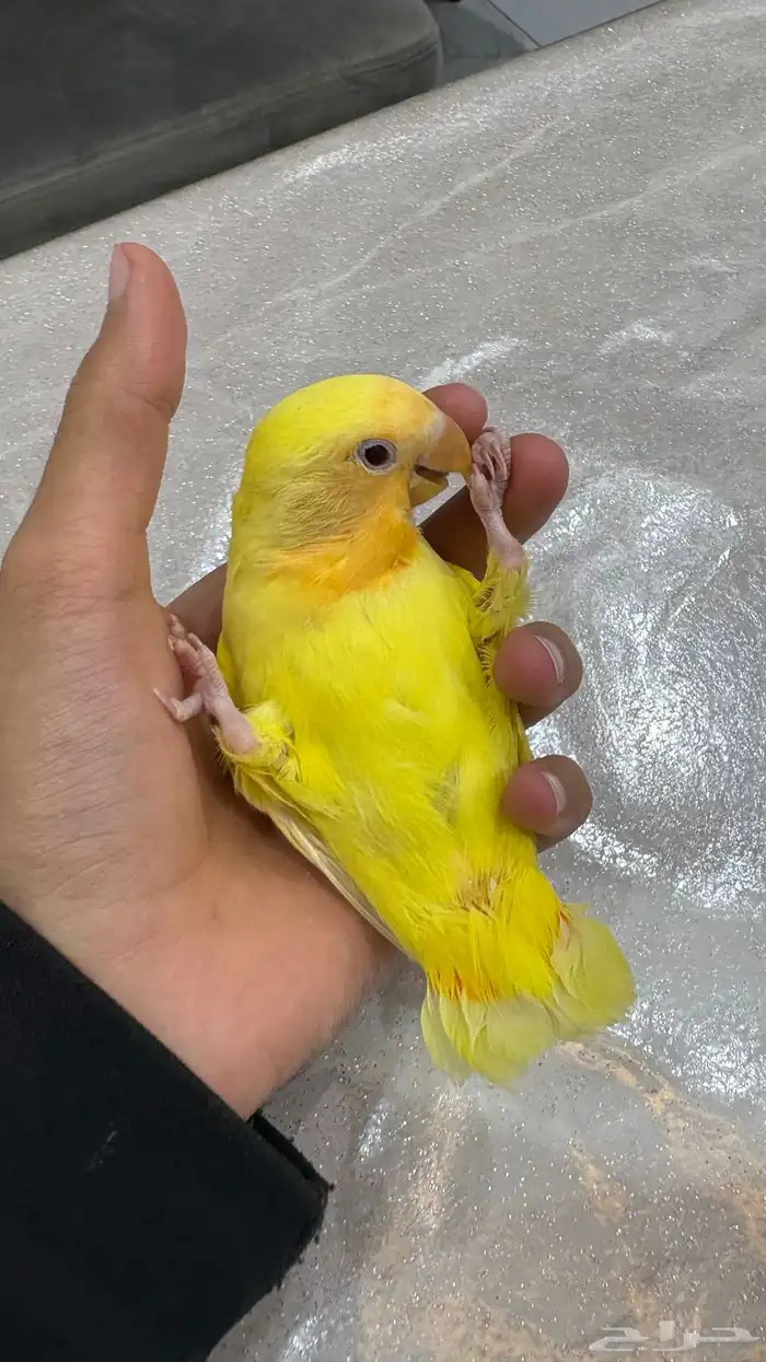 روز اليف جدا جدا 0