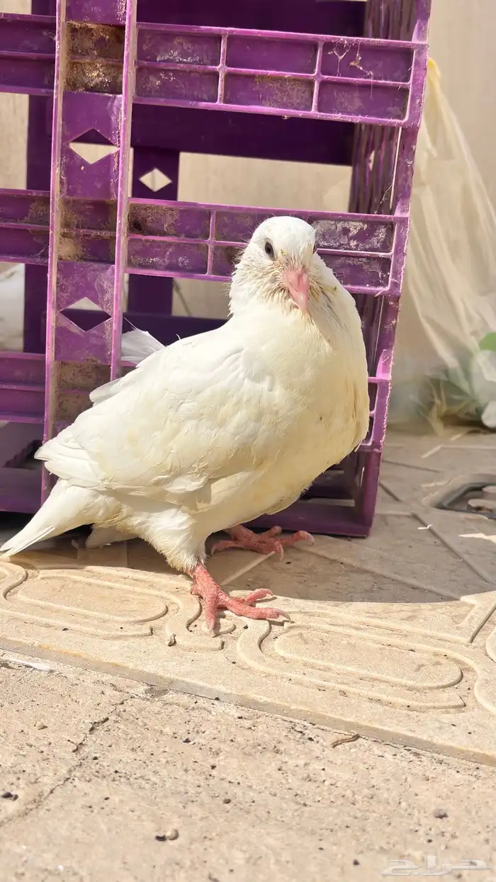 زغاليل فرنسي مذبوح 1