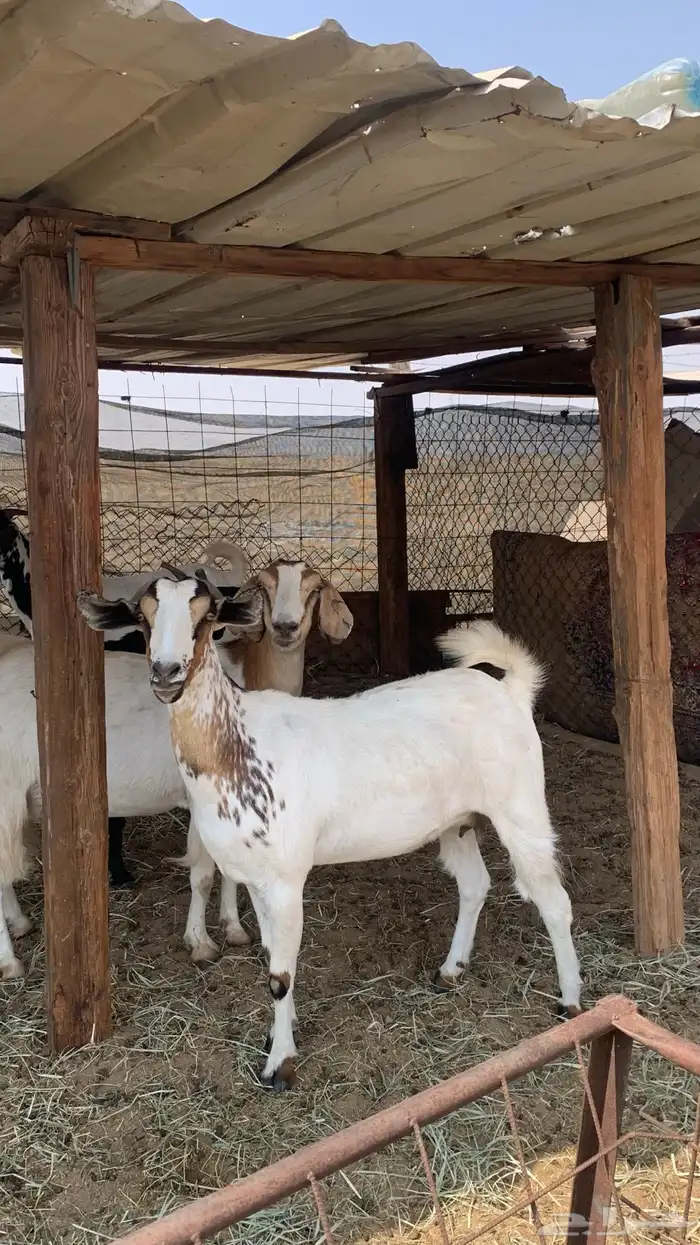 معزا بيشيات مراح واحد دفيع و ولد 7