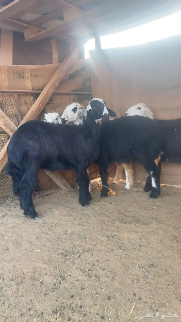 رخال للبيع فل مقفلات 0