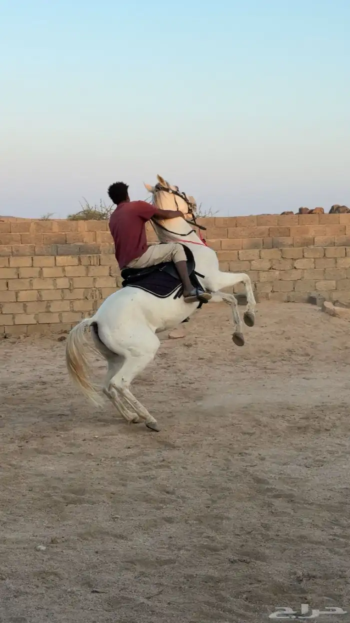 حصان جزيري شعبي 4