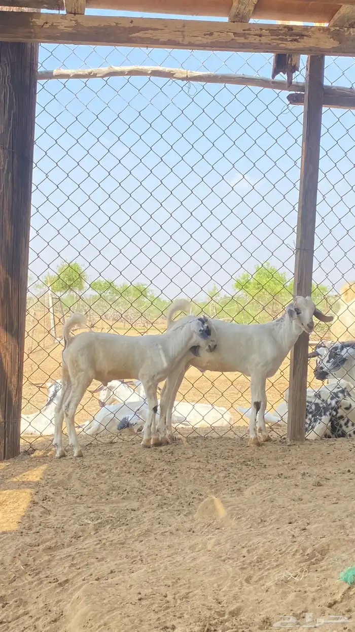 اثنين تيوس مشاريع 20