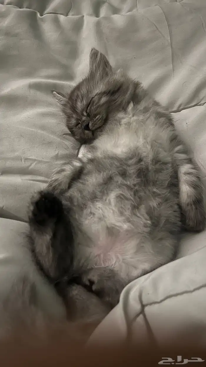 قطوه شيرازيه 1