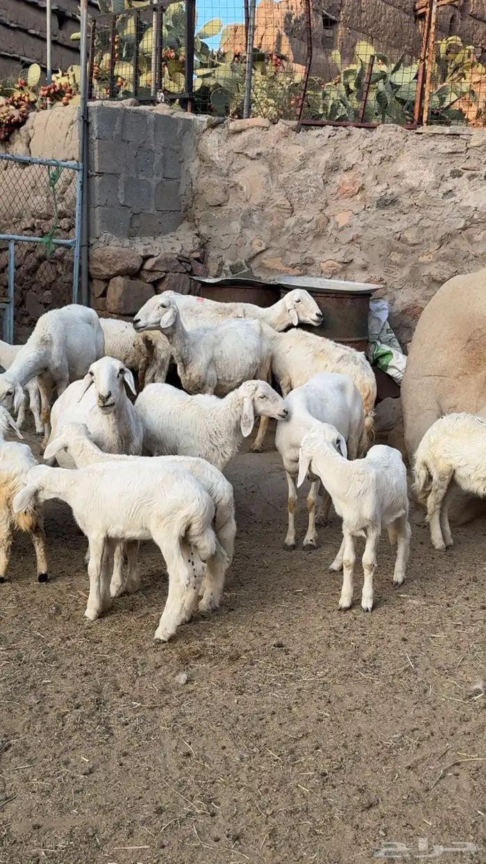 ضان متابيع 3