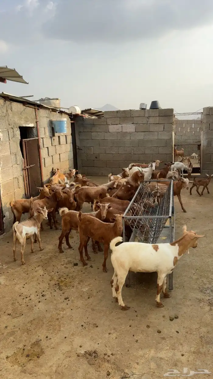 للبيع تيوس بلدي العمر 8اشهر. 2