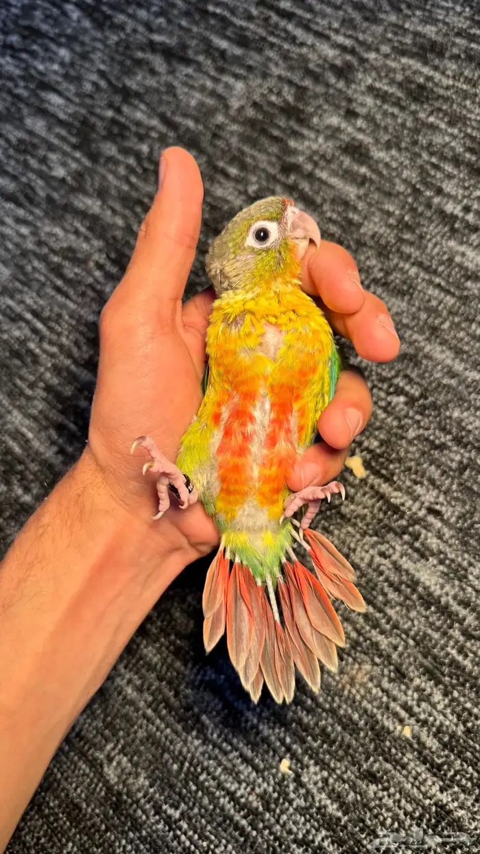 توفرت فروخ الكنيور لعشاق الغر وتدريب على الهدد و الكلام 0