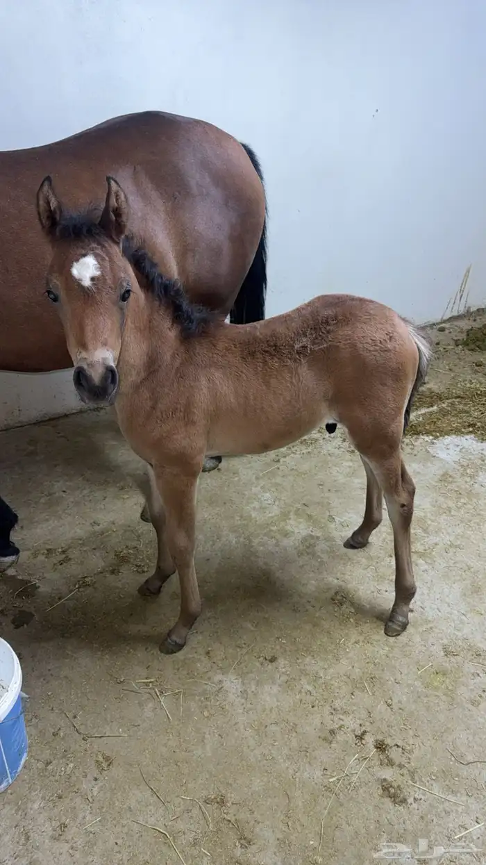 فرس مكس واهو مع مهر 3