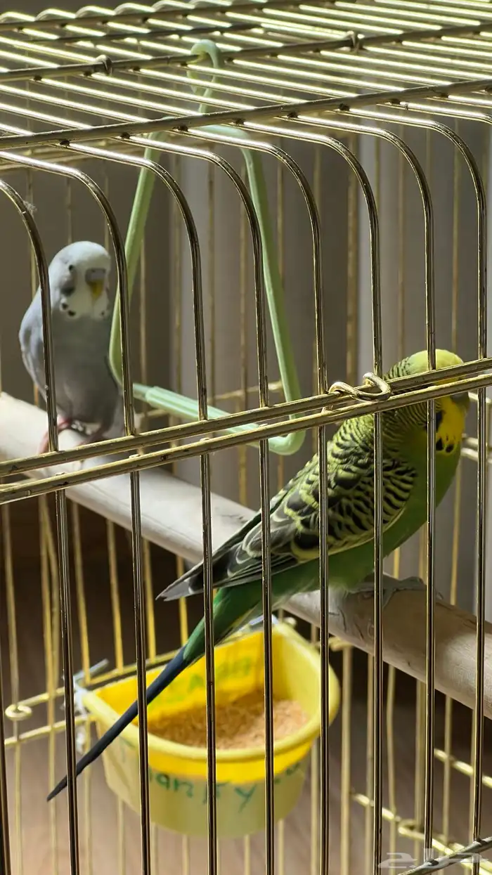 زوج بادجي أليف ومغرد  الوان جميله 1