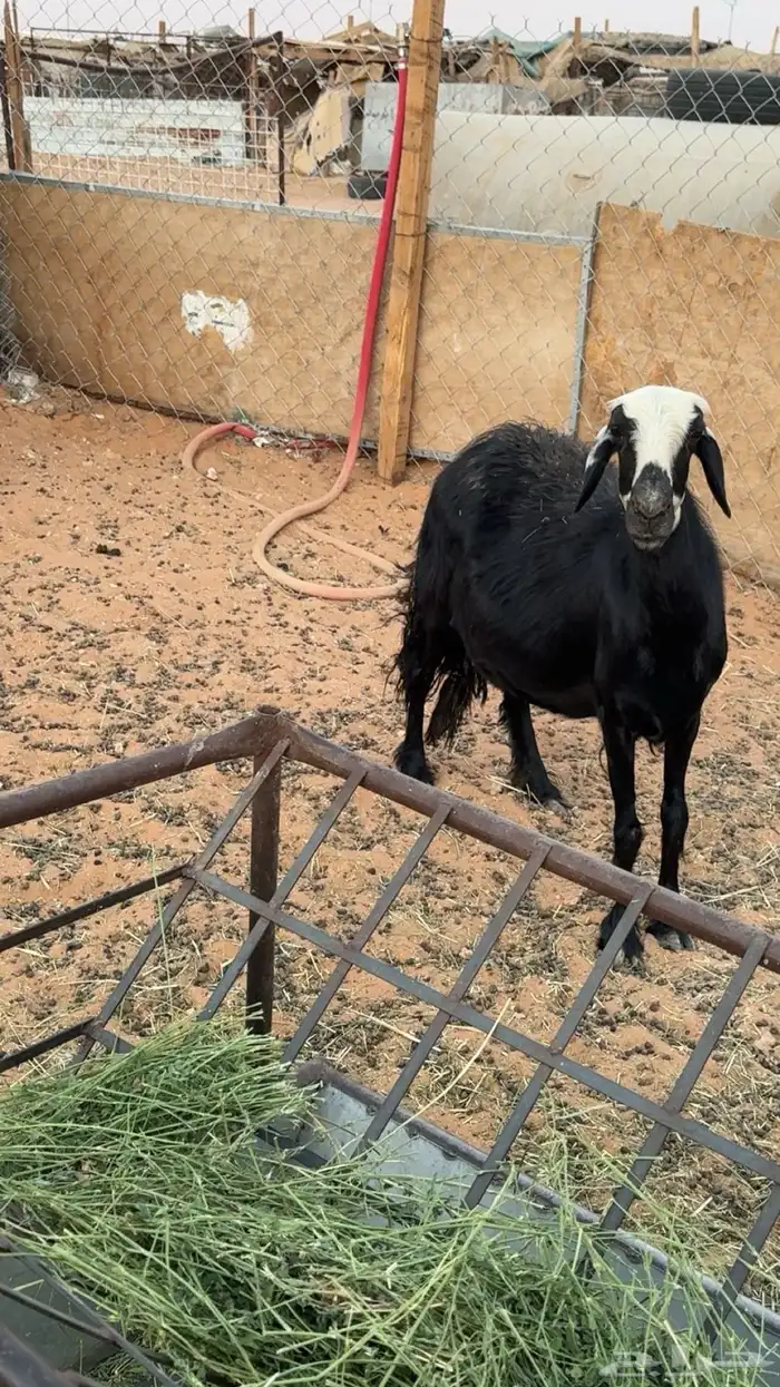 نعجه للبيع نجديه 2